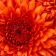 Test - Chrysanthemum